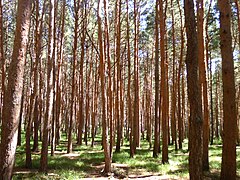 Сайт сосновой рощи. Парк Кисловодск Сосновая роща. Сосновая роща в парке Кисловодска. Кисловодск парк сосны. Реликтовый лес Кисловодск.