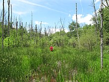 Bog turtle habitat in the southern Appalachians of western North Carolina, during a search for turtles by conservation organisations Southern Appalachian bog May 2010.jpg