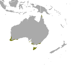 Southern Brown Bandicoot area.png