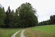 Čeština: Buk lesní (Fagus sylvatica L.), památný strom dle AOPK č. 102700 v k. ú. Spálenec, obec Zbytiny, okres Prachatice, Jihočeský kraj. English: Famous European beech (Fagus sylvatica L.) no. 102700 in Spálenec, Zbytiny, Prachatice District, South Bohemian Region, Czechia.