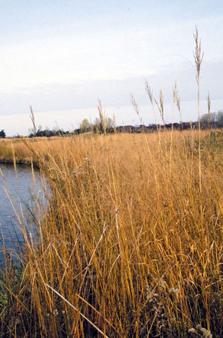 Spartina pectinata.jpg