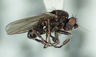 <i>Spelobia</i> Genus of flies