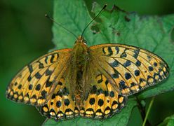 male in Mount Hijiri, Japan