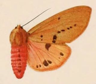 <i>Spilosoma cajetani</i> A moth of the family Erebidae