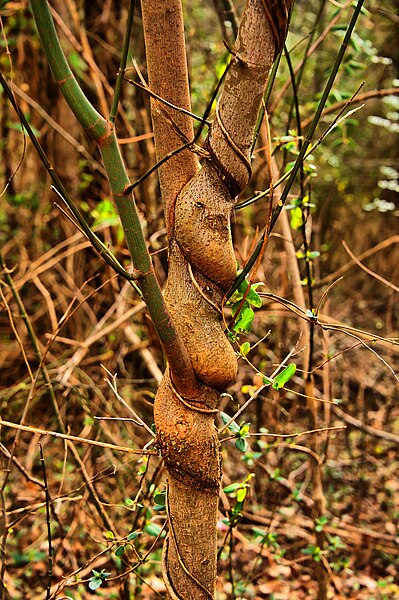 File:Spiral trunk, Shelby Farms, Iowa.jpg