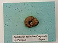en:Spitidiscus fallacior (Coquand), en:Barremian, en:Razgrad, Cr1 1713 (Coll. V.Tzankov) at the en:Sofia University "St. Kliment Ohridski" Museum of Paleontology and Historical Geology