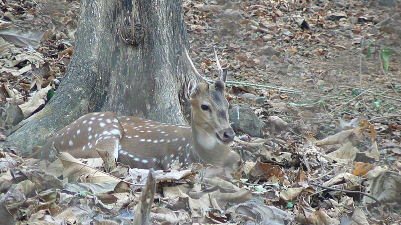 File:Spotted Deer (312700494).jpg