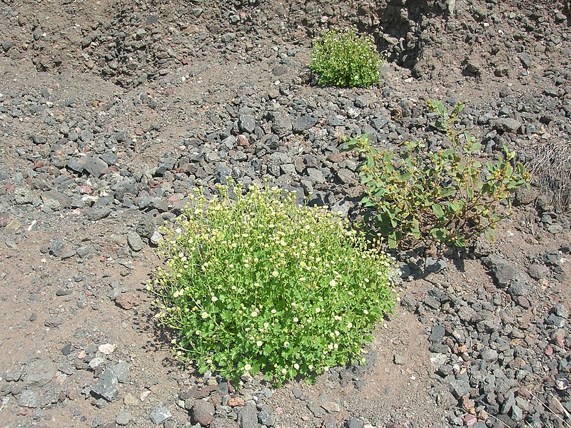 File:Starr-050525-1884-Perityle emoryi-habitat-Gravel pit-Kahoolawe (24762004305).jpg