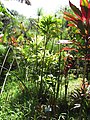 Starr-110330-4097-Cyperus papyrus-mixed varieties-Garden of Eden Keanae-Maui (24713558999).jpg