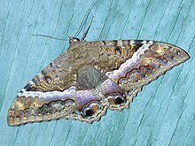 Starr 001215 0060 ascalapha odorata.jpg 