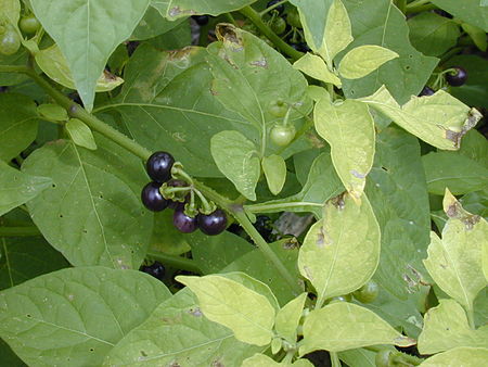 Solanum_americanum