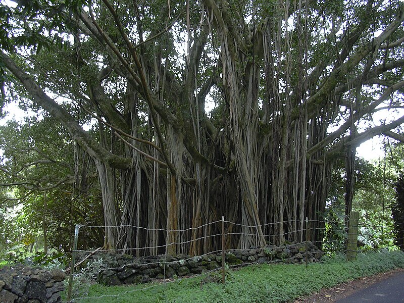 File:Starr 040514-0204 Ficus microcarpa.jpg