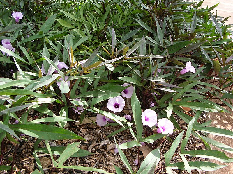 File:Starr 050407-6233 Ipomoea batatas.jpg