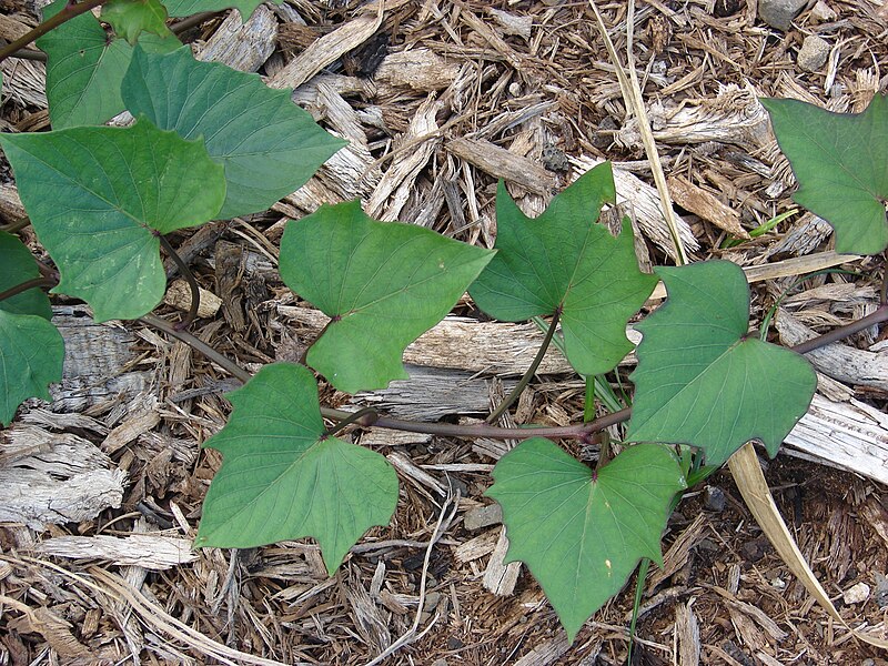 File:Starr 061106-1422 Ipomoea batatas.jpg