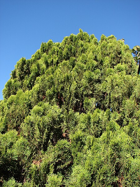 File:Starr 071024-9696 Thuja sp..jpg