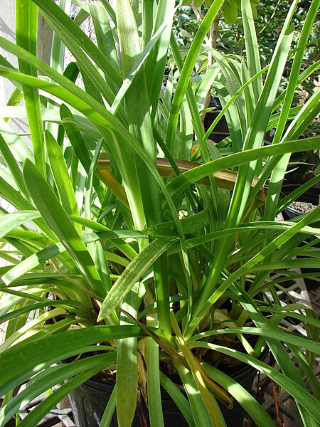 File:Starr 080117-1616 Agapanthus praecox subsp. orientalis.jpg