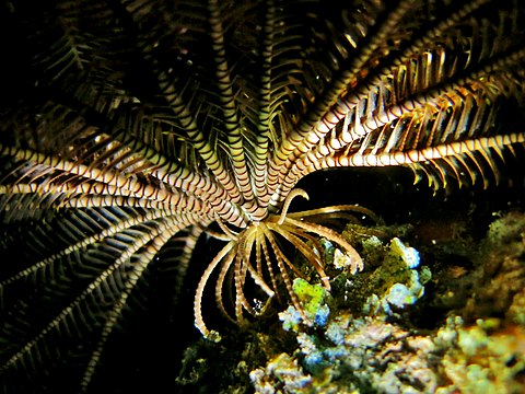 Морская лилия. Crinoidea морские лилии. Класс Crinoidea криноидеи или морские лилии. Морские лилии коматулы. Cupressocrinus морская Лилия.