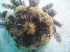 File:Stephanometra indica - Lizard Island 02.jpeg (Category:Echinoderms of Queensland)