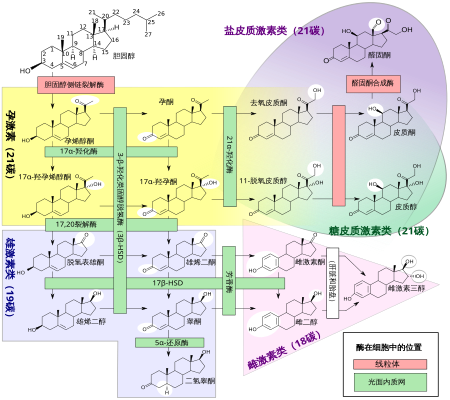 450px-Steroidogenesis_%28zh-cn%29.svg.png#s-450,399