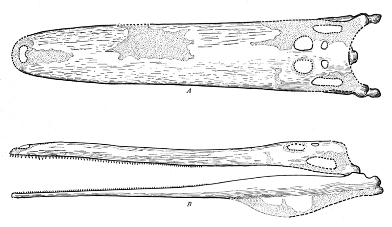 File:Stomatosuchus skull.png