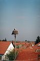 Storks in Mezőberény, Hungary