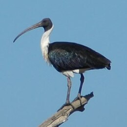 Gelsvakrūtis juodgalvis ibis (Threskiornis spinicollis)