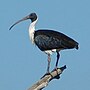 Miniatiūra antraštei: Gelsvakrūtis juodgalvis ibis