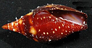 <i>Strigatella assimilis</i> Species of gastropod