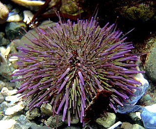 <i>Strongylocentrotus purpuratus</i> Species of sea urchin