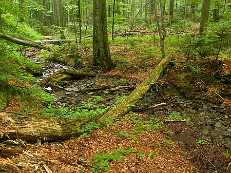 Các khu rừng sồi nguyên sinh trên dãy Carpath và các khu vực khác của châu Âu