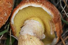 Suillus laci 49012.jpg