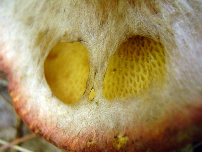 File:Suillus spraguei 102857.jpg