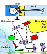 July 10: motor neuron pathways