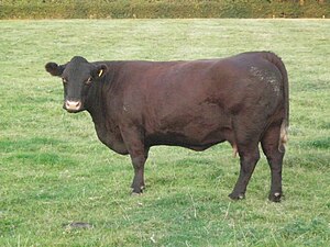 Sussex cow 4.JPG