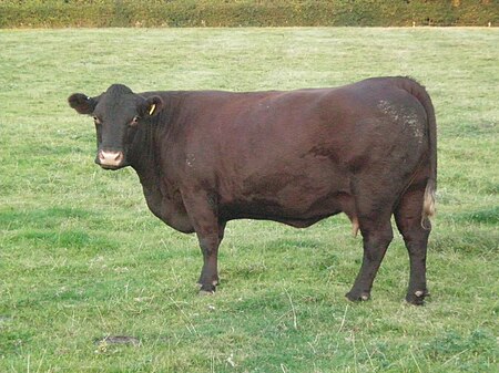 Sussex cow 4.JPG