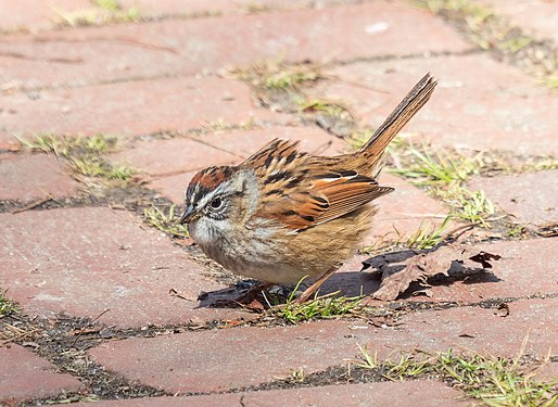 Swamp sparrow in Prospect Park