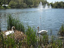 Swan nest at Goldsworth Pond. Swan nest.JPG