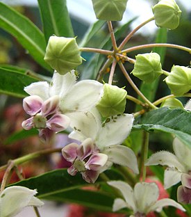 Цветки Gomphocarpus fruticosus, типового вида рода.