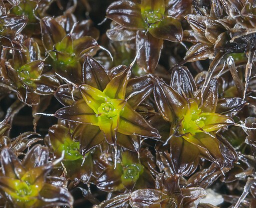 Syntrichia caninervis (tortula moss) (7065876713)