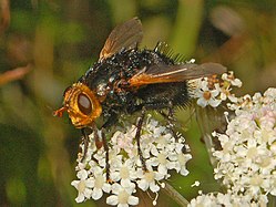 Tachinidae - Tachina grossa-1.JPG