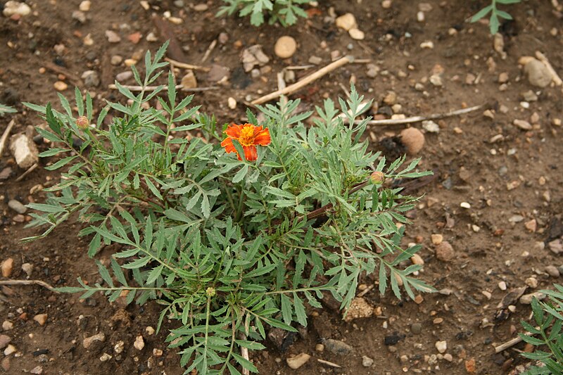 File:Tagetes patula - Botanischer Garten Mainz IMG 5587.JPG