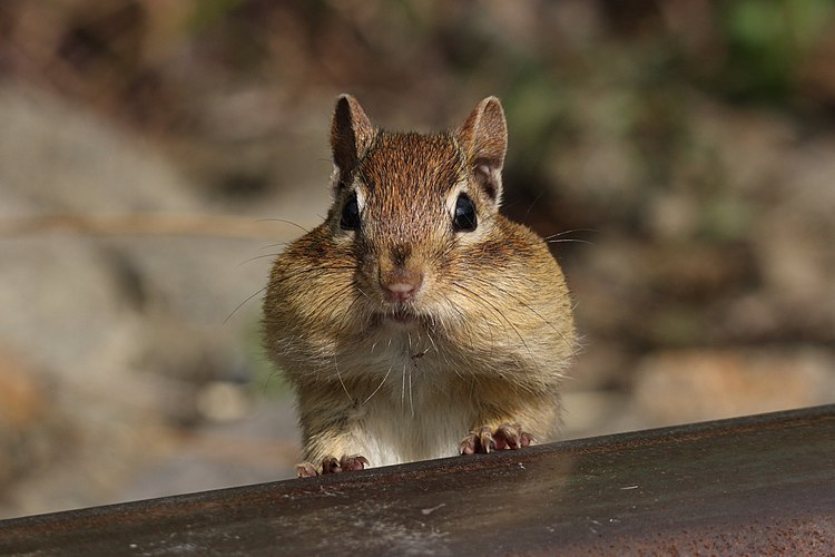 Восточноамериканский бурундук (Tamias striatus)