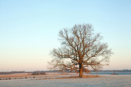 An oak tree in Albu village, Estonia