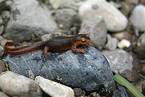 Popis tohoto obrázku, také komentován níže