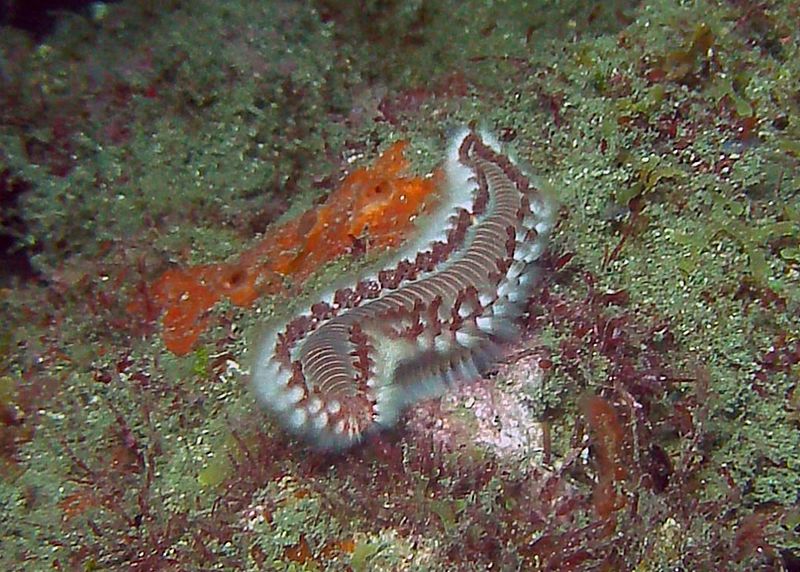 File:Tayrona Diving 7.jpg