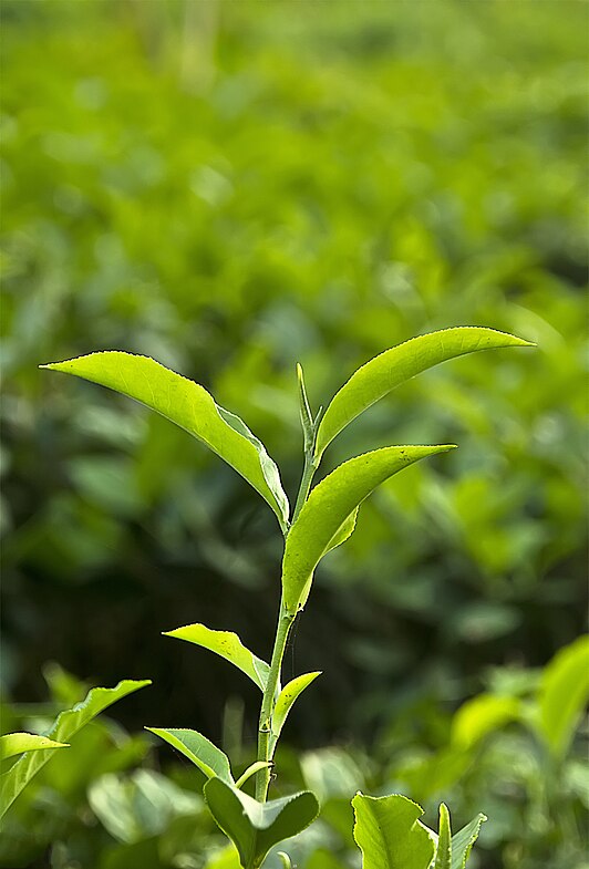 Листья чая китайского