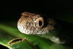 Описание изображения Thamnodynastes strigilis.jpg.