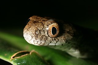 <i>Thamnodynastes pallidus</i> Species of snake