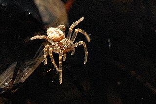 <i>Thanatus striatus</i> Species of spider