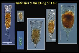 Tintinnides de l'Étang de Thau (Sète, France).